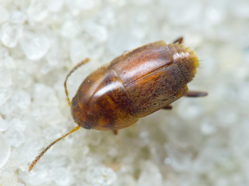 Staphylinidae Latreille, 1802